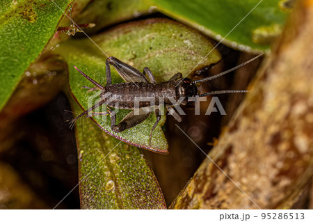 True Cricket Nymph True Cricket Nymph 95286513