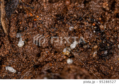Small Adult Myrmicine Ants 95286527
