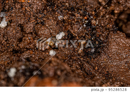 Small Adult Myrmicine Ants 95286528
