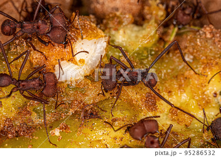 Adult Atta Leaf-cutter Ants 95286532