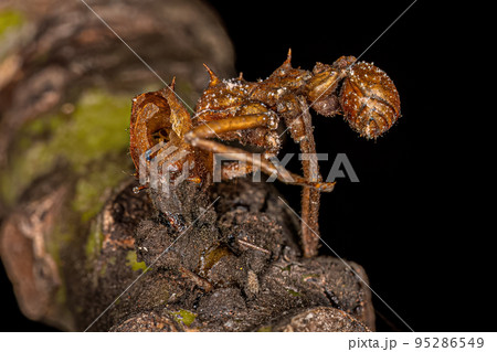 Dead Adult Atta Leaf-cutter Ant Dead Adult Atta Leaf-cutter Ant 95286549
