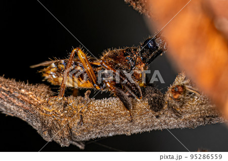 Adult Bee Assassin Bug Adult Bee Assassin Bug 95286559