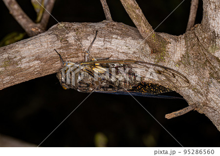 Adult Giant Cicada Adult Giant Cicada 95286560