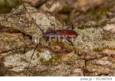 Adult Typical Longhorn Beetle 95286569