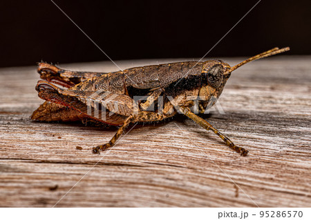 Short-horned Grasshopper Nymph Short-horned Grasshopper Nymph 95286570