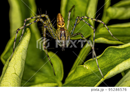 Small Male Lynx Spider 95286576