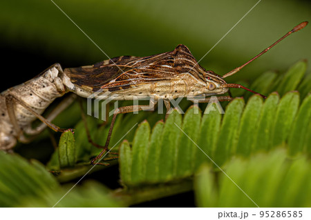 Adult Leaf-footed Bugs Adult Leaf-footed Bugs 95286585
