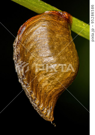 Photinaid Mantis Eggcase Photinaid Mantis Eggcase 95286586