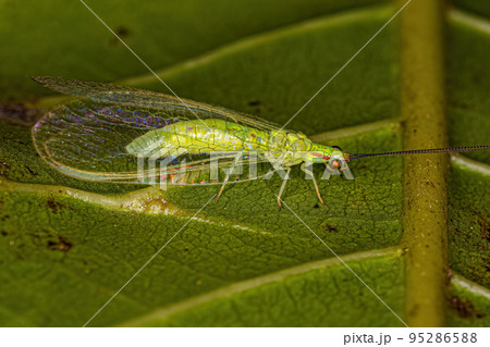 Adult Typical Green Lacewing 95286588