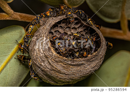 Adult Long-waisted Honey Wasps 95286594