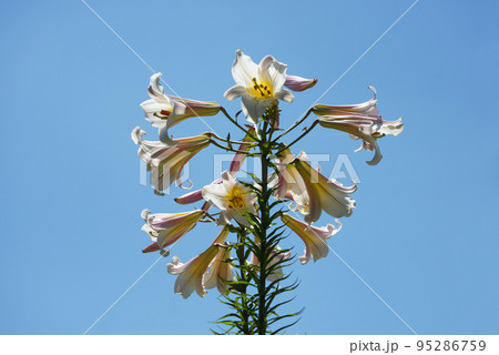 リーガルリリー 95286759