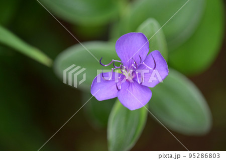 チボウキナ・ヘテロマナ 95286803