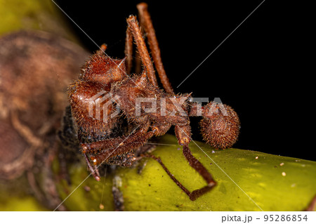 Dead Adult Atta Leaf-cutter Ant 95286854