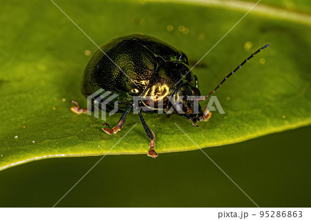 Adult Leaf Beetle 95286863