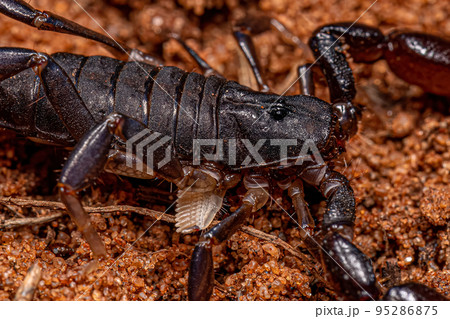 arthropod arachnid chelicerate scorpion 95286875