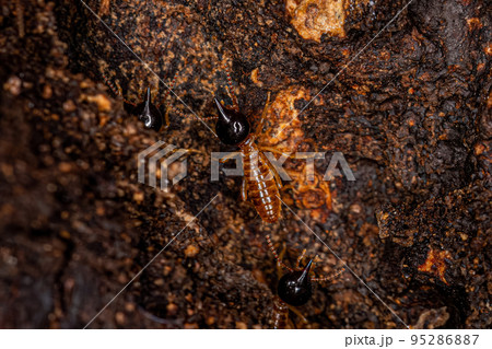 Adult Nasute Termites 95286887