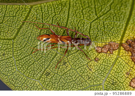 Adult Typical Longhorn Beetle Adult Typical Longhorn Beetle 95286889