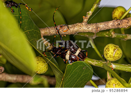 Adult Typical Longhorn Beetles coupling Adult Typical Longhorn Beetles coupling 95286894