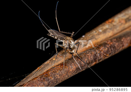 Adult Female Culicine Mosquito Adult Female Culicine Mosquito 95286895