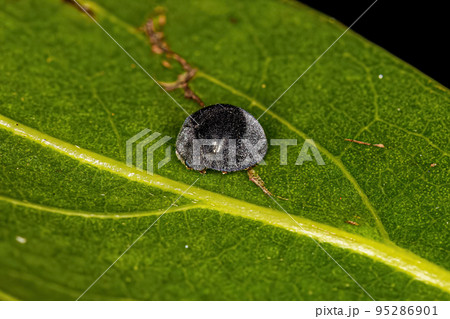Adult Lady Beetle 95286901