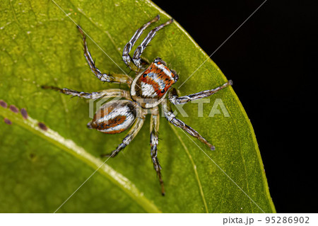 Adult Female Jumping Spider 95286902