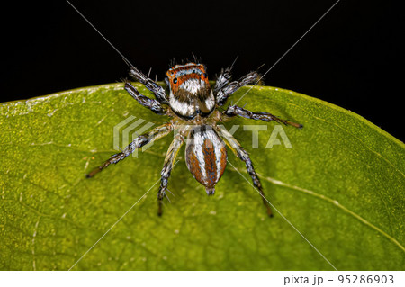 Adult Female Jumping Spider 95286903