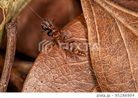 Adult Female Twig Ant carrying another ant of the same species 95286904