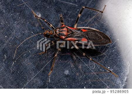 Adult Assassin Bug 95286905