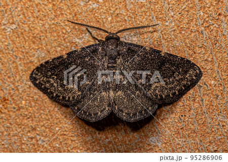 Small Adult Moth 95286906