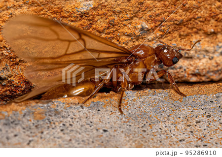 Adult Female Winged Thief Queen Ant Adult Female Winged Thief Queen Ant 95286910
