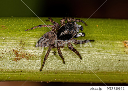 Male Jumping Spider 95286941