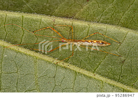 Assassin Bug Nymph Assassin Bug Nymph 95286947