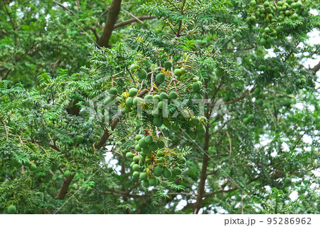 緑色のカヤの実（夏、七月） 95286962