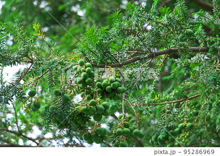 緑色のカヤの実（夏、七月） 95286969