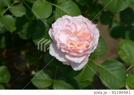 プリンセス・シャルレーヌ・ドゥ・モナコ　バラの花 95286981