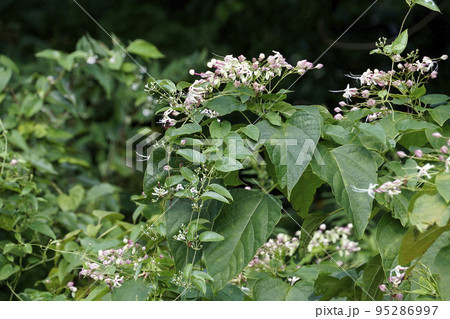 ピンクのクサギの花と絡まるサオトメバナ(ヘクソカズラ) ピンクのクサギの花と絡まるサオトメバナ(ヘクソカズラ) 95286997