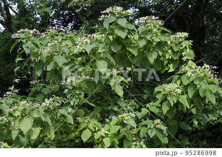 ヤブの中で咲くピンクと白のクサギの花 95286998