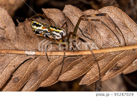 Female Golden Silk Spider 95287029