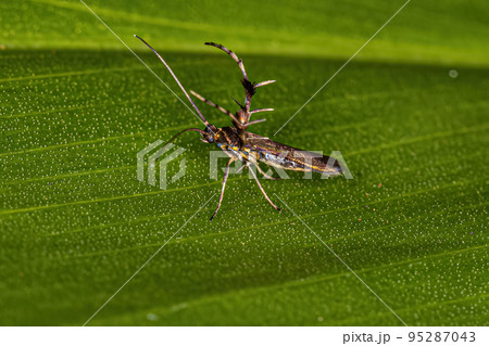Adult Sun Moth Adult Sun Moth 95287043