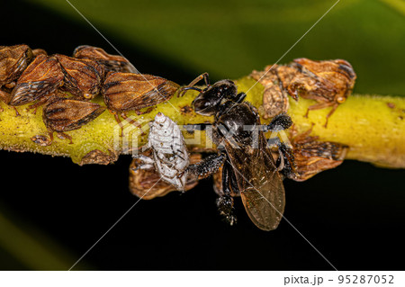 Adult Typical Treehoppers and an Adult Female Stingless Bee Adult Typical Treehoppers and an Adult Female Stingless Bee 95287052