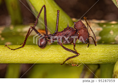 Adult Atta Leaf-cutter Ant 95287059