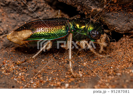 Adult Metallic Tiger Beetle 95287081