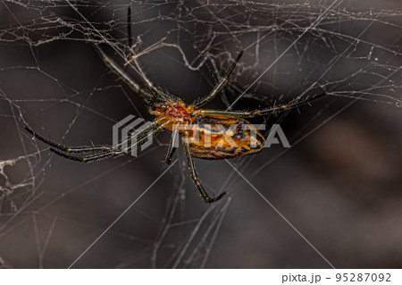 Small Basilica Orbweaver Spider 95287092