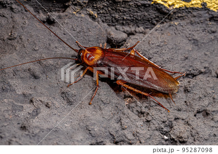 Adult American Cockroach 95287098