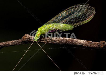 Adult Typical Green Lacewing 95287099
