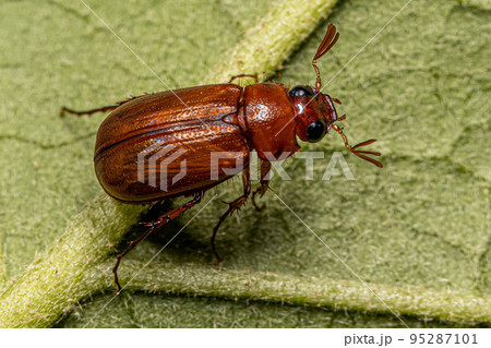 Adult June Beetle 95287101