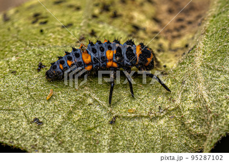 Convergent Lady Beetle Larva 95287102