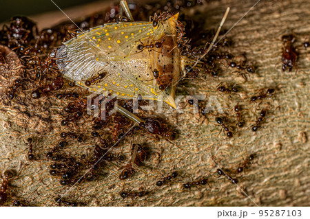Adult Female Big-headed Ants preying on an adult White spotted Arvelius stink bug 95287103