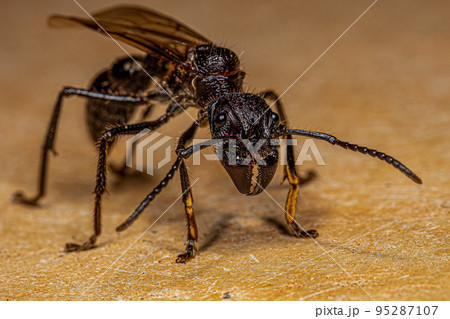 Adult Bullet Ant Queen 95287107