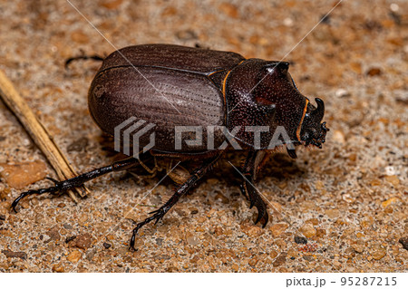 Adult Rhinoceros Beetle 95287215